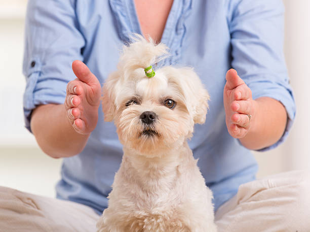 animal_reiki